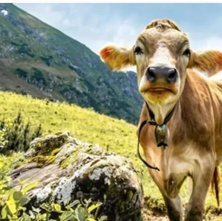 Weber Alpenglueck * Лехбрук